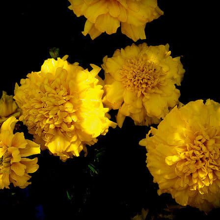 fleur jaune oeillet